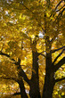 Autumn tree