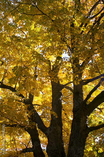 Photo: Autumn tree Autumn tree