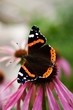 Mourning Cloak butterfly
