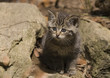 Wildkatze