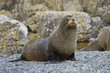Seal with a concerned look on its face Seal with a concerned look on its face