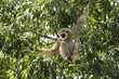 Weißhandgibbon auf einem Baum