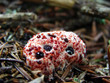 Bleeding Tooth Mushroom
