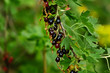 Bunch of black currant and green leaves Bunch of black currant and green leaves