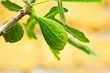 Green fig bunch Green fig bunch