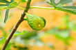 Green fig fruit on the branch Green fig fruit on the branch