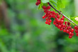 Bunch of red currant and green leaves Bunch of red currant and green leaves