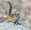 Streifenhörnchen