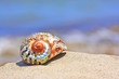 colorful shell on sandy tropical beach