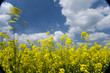 Close up of yellow flowers against cloudy sky