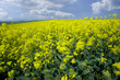 Field of yellow flowers and cloudy sky
