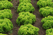 Agriculture Agriculture