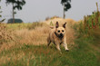 Dog Dog