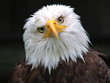 Weißkopfseeadler (Haliaeetus leucocephalus)