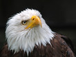 Weißkopfseeadler (Haliaeetus leucocephalus)