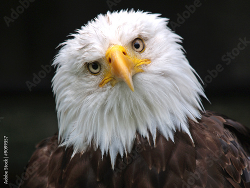 Photo: Weißkopfseeadler (Haliaeetus leucocephalus) Weißkopfseeadler (Haliaeetus leucocephalus)