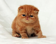 red exotic kitten on white/grey background
