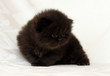 black persian kitten