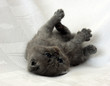 blue exotic kitten