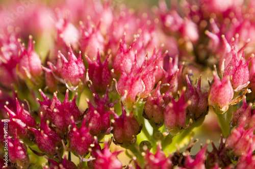 Photo: Pink flowers with shallow depth of field Pink flowers with shallow depth of field