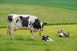 Foto: Kuhweide Kuhweide