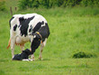 Foto: Kuh und Kalb Kuh und Kalb