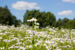 sunny meadow blossoming against the backdrop of blue sky