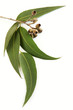 Gum leaves and gum nuts