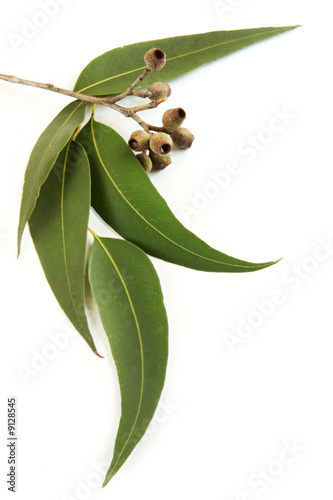 Photo: Gum leaves and gum nuts Gum leaves and gum nuts
