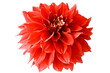 isolated red dahlia
