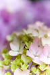 Hydrangea Nortensi with soft colors Hydrangea Nortensi with soft colors