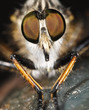 Fly portrait with big eyes