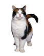 chat4