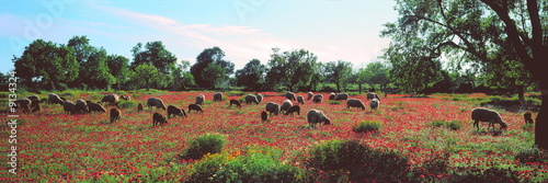 Grasende Schafe auf Mohnblumenwiese, Mallorca