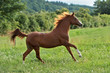 Fuchs