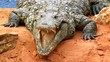 Crocodile