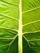 Feuille