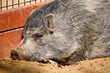 Miniature Pig Snoozing Sleepily in the Warm Sun