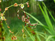 Spider 42