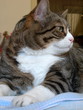 Gatto