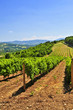 Summer landscape with vineyard in rural Serbia