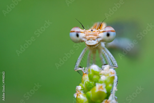 Photo: Smiling Damselfly Smiling Damselfly