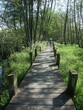 chemin sur pilotis au marais de Lavour chemin sur pilotis au marais de Lavour