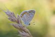 Foto: Morning Butterfly Morning Butterfly