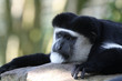 Guereza