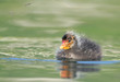Foulque macroule - Fulica atra