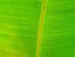 Feuille