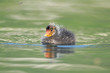Foulque macroule - Fulica atra