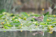 GALLINULE POULE-D'EAU Gallinula chloropus