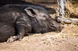 Miniature Pig Snoozing Sleepily in the Warm Sun